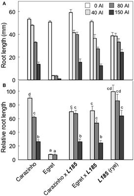 Assessing How the Aluminum-Resistance Traits in Wheat and Rye Transfer to Hexaploid and Octoploid Triticale